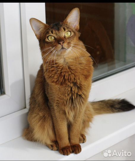 Сомалийская кошка