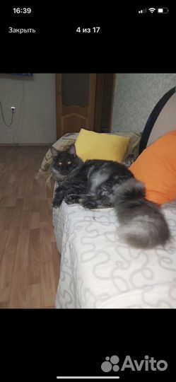 Котята мейн-кун