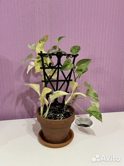 Сциндапсус марбл квин