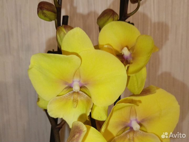 Орхидея фаленопсис биг лип Манго