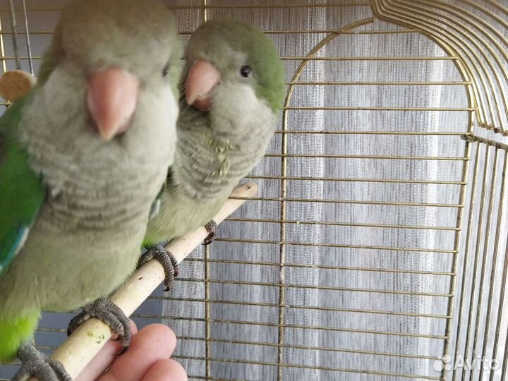 Ручной монах