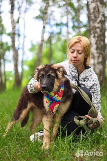 Собака Шкипер из приюта хочет домой