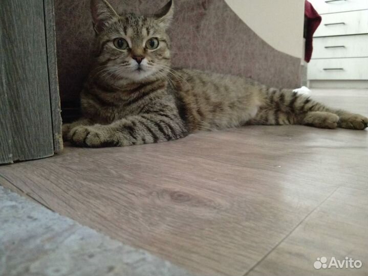 Кошечка в добрые руки