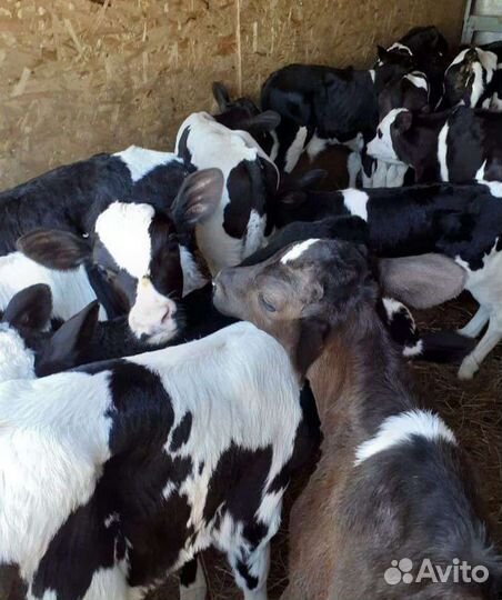 Бычки и тёлочки