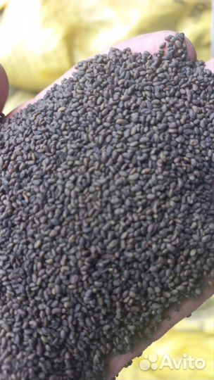 Семена суданки,люцерны,эспарцета.доставка бесплатн