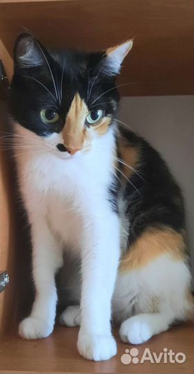 Кошка ищет дом