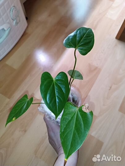 Антуриум Ред корал