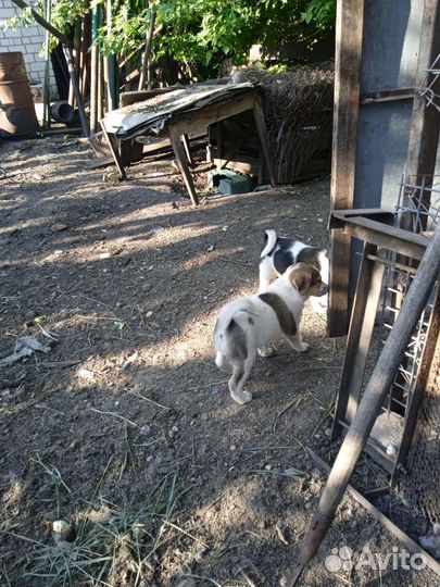 Щенки в добрые руки,остались 2 сучки