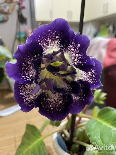 Глоксинии и тидеи