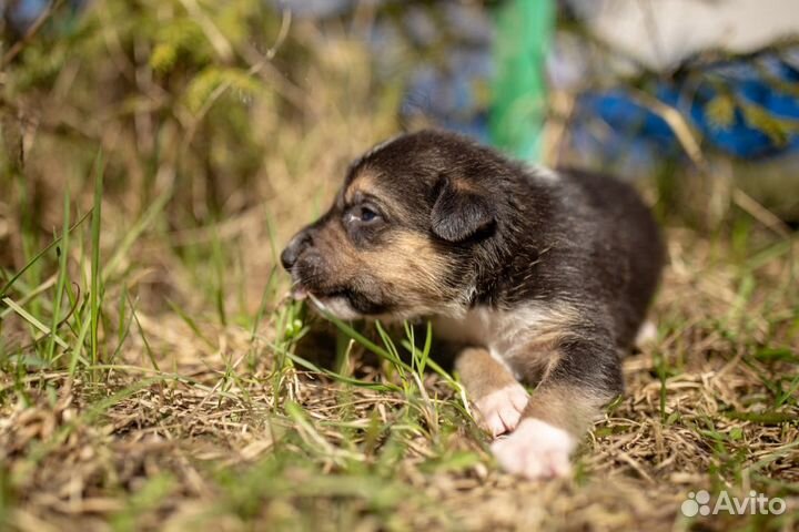 Щенки от 2 мес и старше, бесплатно