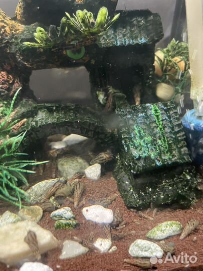 Улитки для аквариума