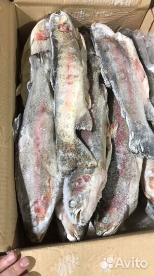 Форель, семга, лосось с/м оптом