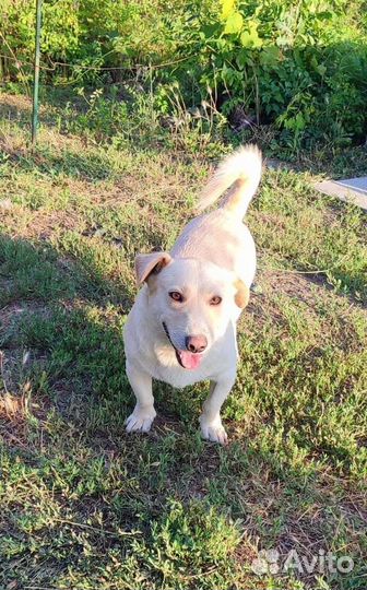 Собака в добрые руки