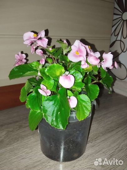 Бегония вечноцветущая
