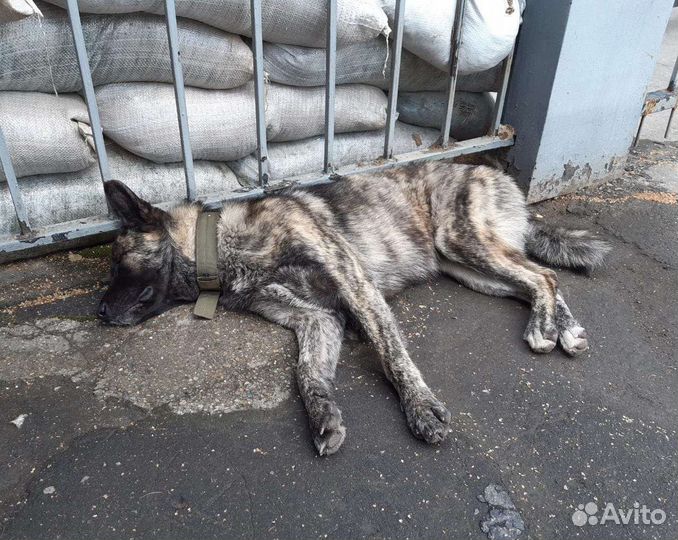 Найдена собака