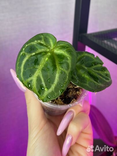 Антуриум сильвер блаш