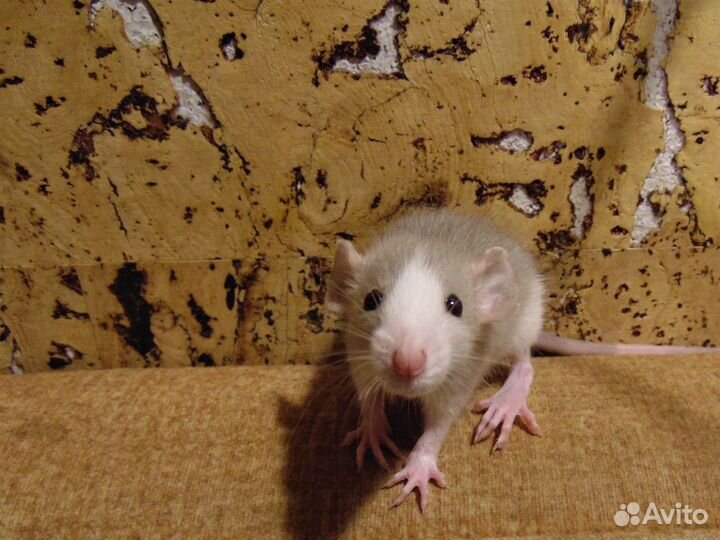 Крысы, крысята - дамбо, клетки + гамак в подарок