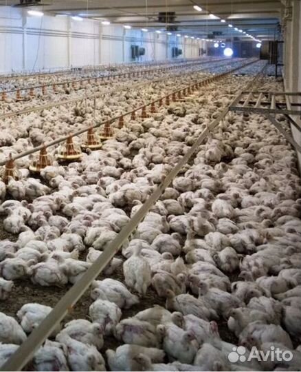 Бройлеры живым весом