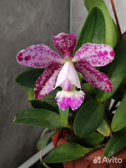 Каттлея гибридная