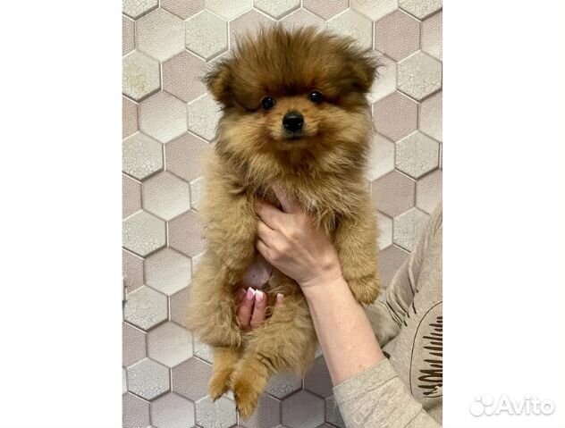 Щенки щпиц померанский