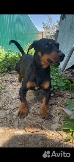 Такса мальчик