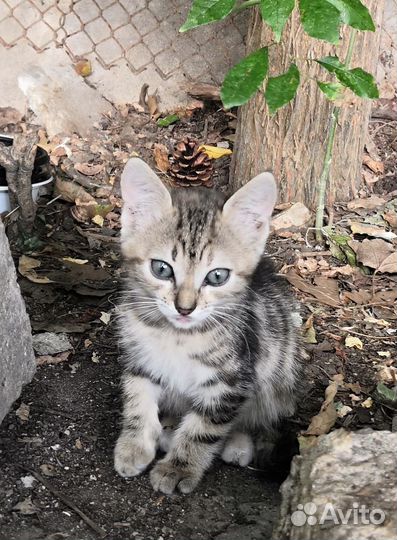 Котята отдам в добрые руки бесплатно