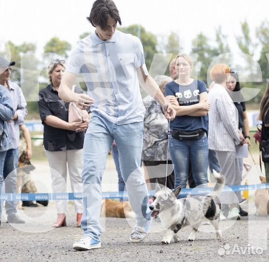 Кинолог/Зоопсихолог/Специалист по дрессировке