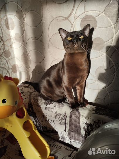 Вязка бурманский котик