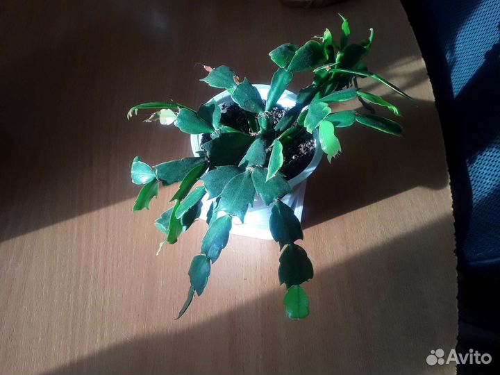 Комнатные растения