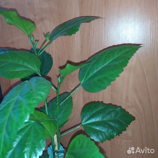 Гибискус красный махровый