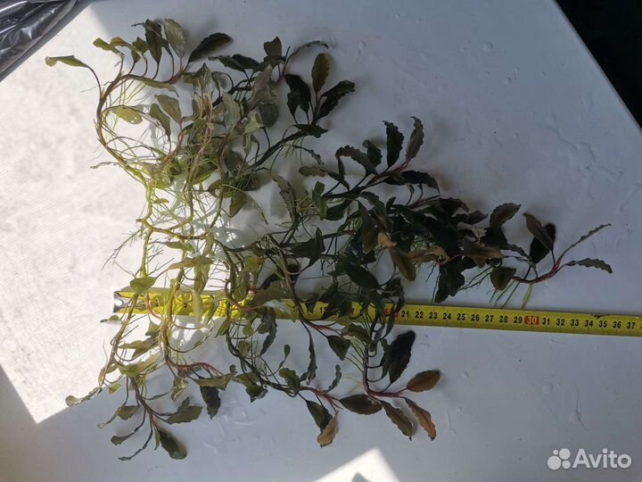 Буцефаландра, папоротники индийский и тайландский