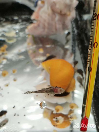 Аквариумные растения, анциструсы, ампулярии