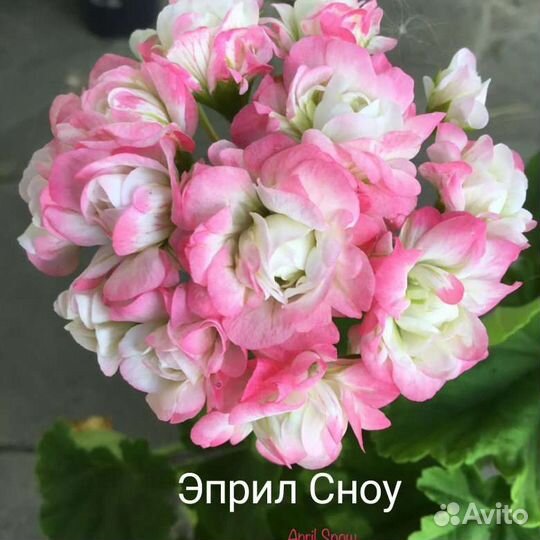 Пеларгонии розебудные