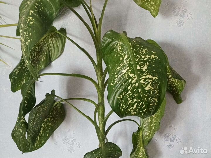 Диффенбахия