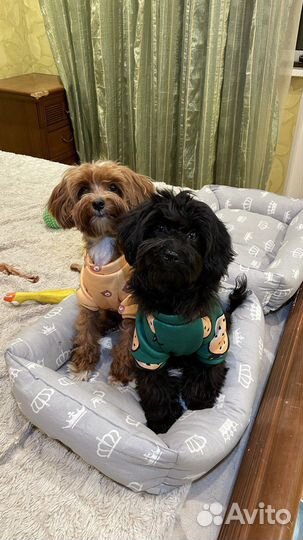 Передержка собак в домашних условиях