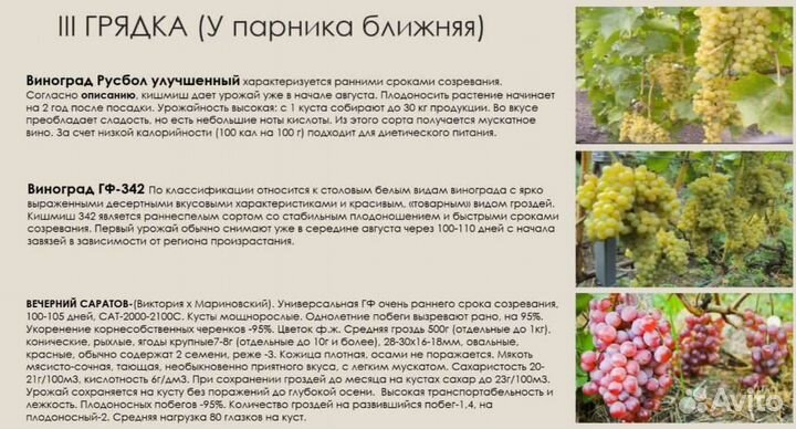Черенки (чубуки) винограда