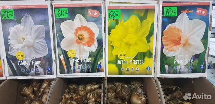 Нарциссы луковицы