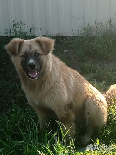 Фокс Малдер-истина где-то рядом