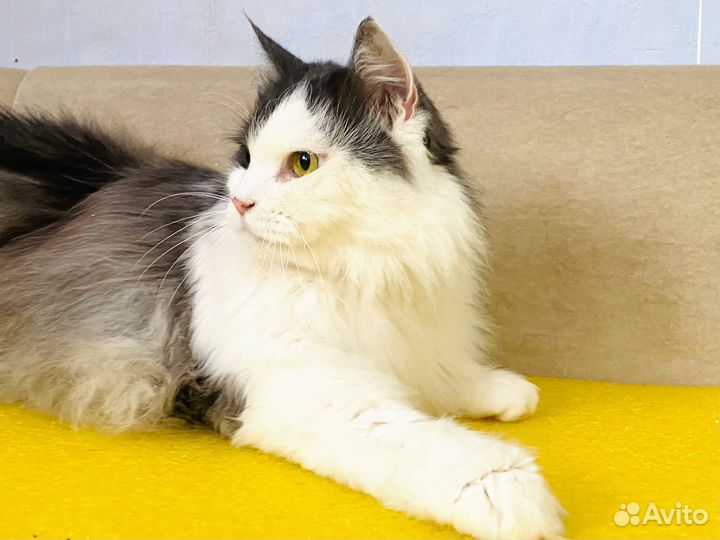 Шикарный кот в добрые руки