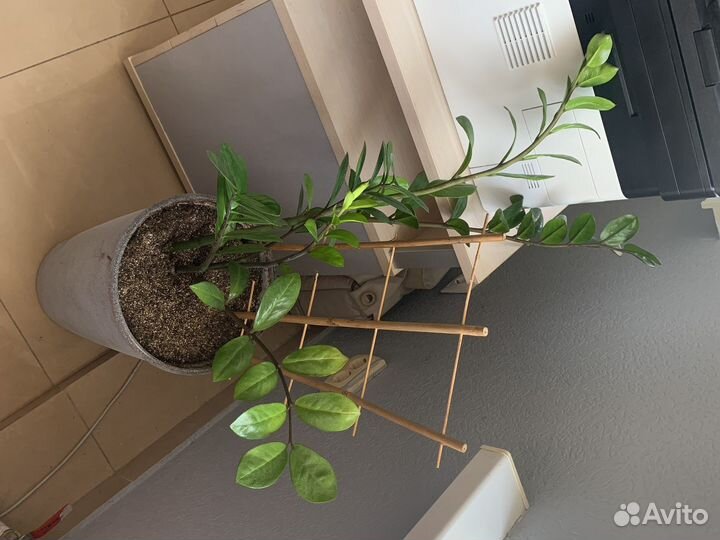 Замиокулькас