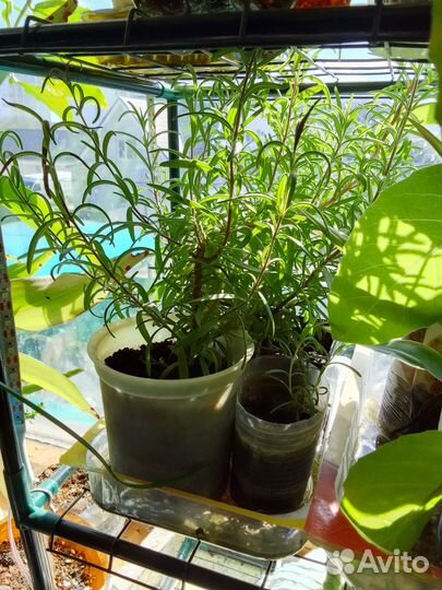 Розмарин в горшке