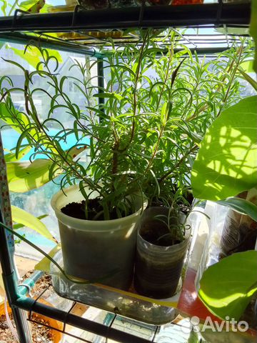 Розмарин в горшке