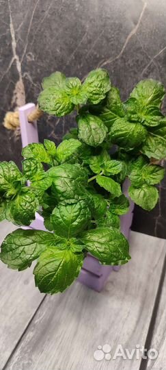 Коллекционные сорта мяты