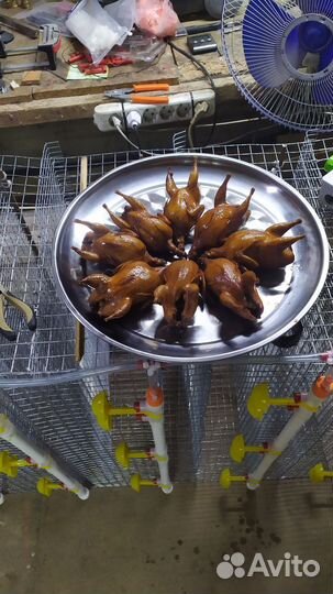 Перепёлка домашнего копчения