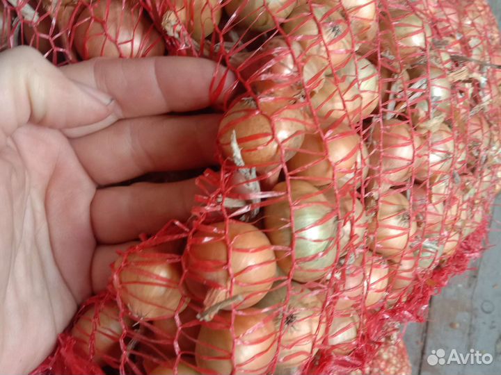 Лук севок, чеснок