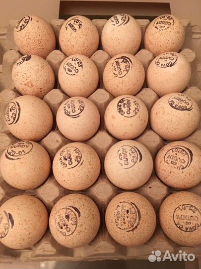 Лучшее инкубационное яйцо из Европы и России