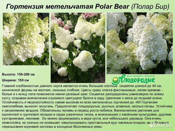 Гортензия метельчатая