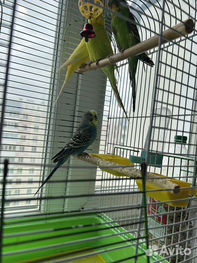 Попугай 4 штуки