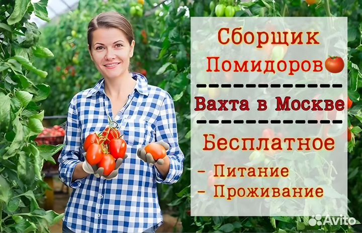 Вахта с проживанием в Москве - Сборщик помидоров