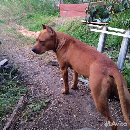 Стафорширский терьер